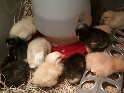 first baby chicks