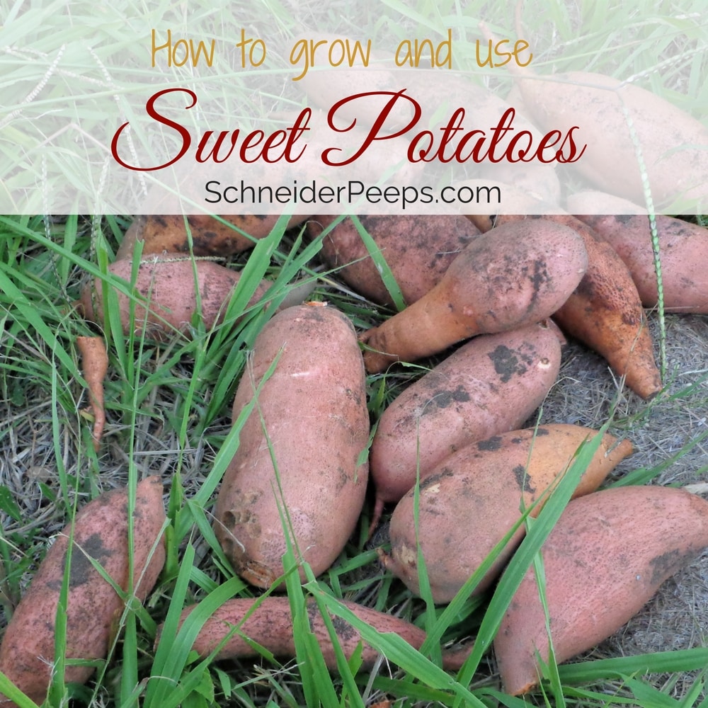 Growing sweet potatoes is a great way to fill your root cellar for the winter. Sweet potatoes are a warm weather vegetable and need about 100 frost free days and they have very little pest pressure. Learn how to grow and use sweet potatoes in this post.
