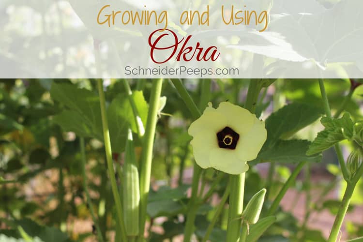 photo of okra flower and pod