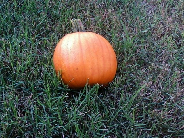 SchneiderPeeps - Growing Pumpkins and winter squash is a fun way to have both fall decorations and food.  Learn how organically grow these fall favorites. 
