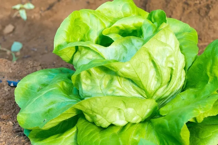 image of head lettuce growing