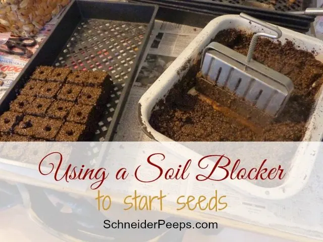 SchneiderPeeps - Starting seeds with soil blocker is a super frugal and easy way to start a lot of seeds at one time.