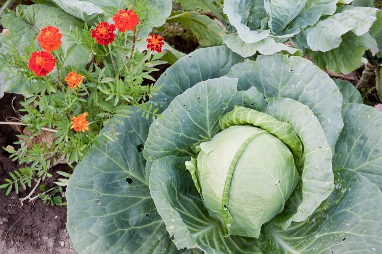 image of green cabbage and orange marigolds
