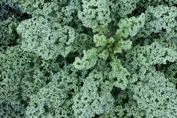 image of curly kale