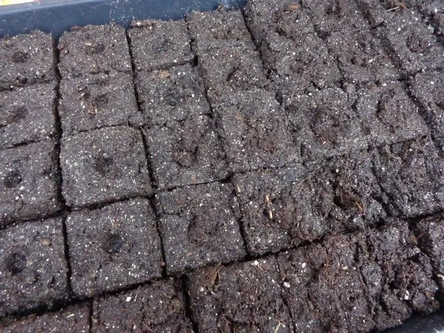 image of soil blocks for starting seeds