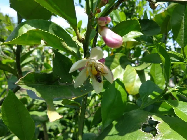 Bee in Lemon blossom