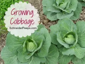 SchneiderPeeps: Growing Cabbage