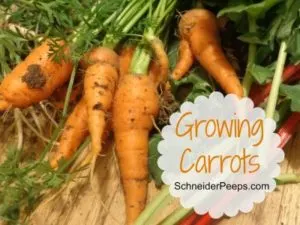 SchneiderPeeps: Growing Carrots