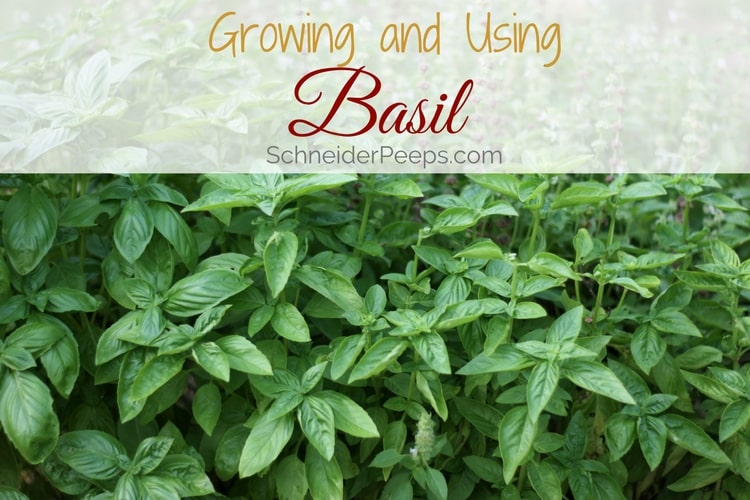 growing basil in garden