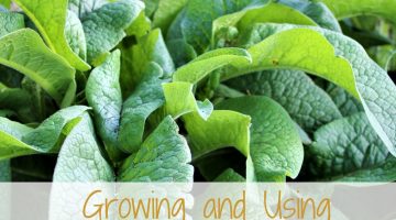 Growing comfrey is a great addition to your garden. Comfrey is easy to grow, can be used in the garden, for livestock and for herbal remedies. Learn how to grow comfrey and use it.