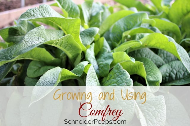 Growing comfrey is a great addition to your garden. Comfrey is easy to grow, can be used in the garden, for livestock and for herbal remedies. Learn how to grow comfrey and use it.
