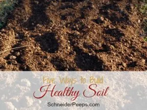 SchneiderPeeps - Healthy soil is the foundation of any garden. If you want a great garden, it starts with the soil. Here are five simple things to do to build your soil.