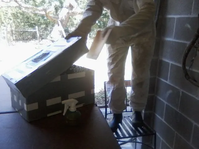 putting swarm of bees in a box