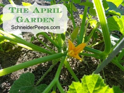 SchneiderPeeps The April Garden
