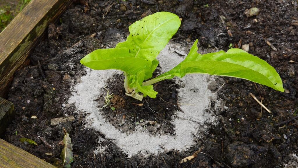 wood ash sprinkled around small lettuce plant in the garden