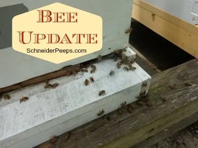SchneiderPeeps - Bee Update