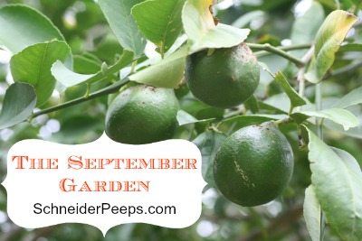 SchneiderPeeps - The September Garden
