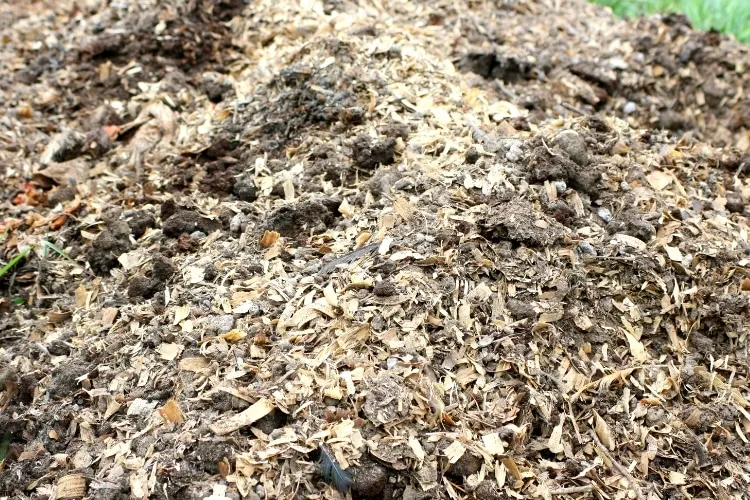image of composting chicken litter