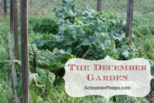 SchneiderPeeps - The December Garden in zone 9 is full of green. Cooler temperatures and more rain is just what the garden needs. 