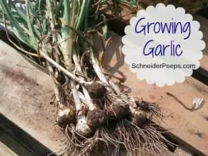 Growing-Garlic-300x259