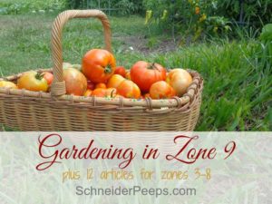 SchneiderPeeps - Gardening in zone 9 is a year round project. Learn what to plant and harvest each month, plus what to do in the dead of summer. Plus tips for other zones