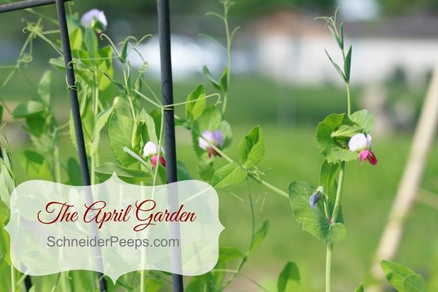 The April Garden in zone 9 is full of blooms! Our fruit trees are either blooming or sporting tiny fruit. Our vegetables are blooming and we'll be eating fresh from the garden by the end of the month. 