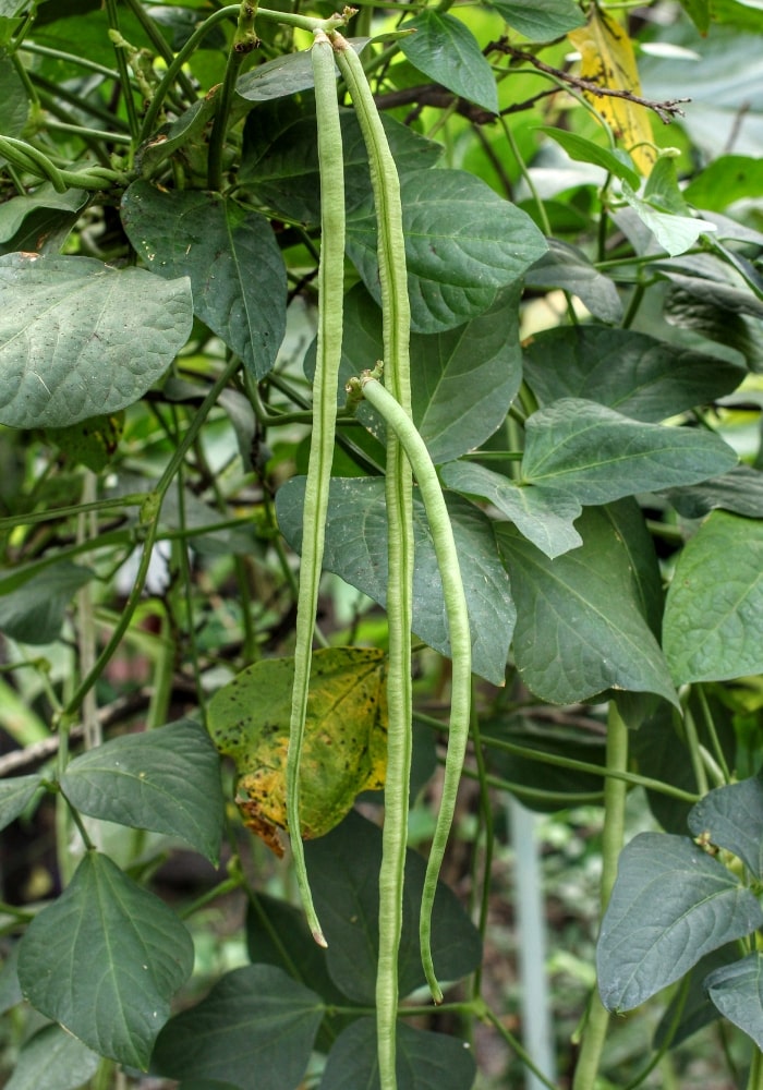 image of yardlong green beans