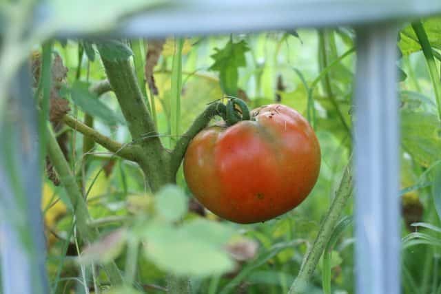 The June Garden in Zone 9 is usually full of goodies to harvest. The heat is about to set in and there is usually less than 4 weeks of harvesting left until fall. This year we've had an unusual amount of rain, come see what is doing well and what isn't.