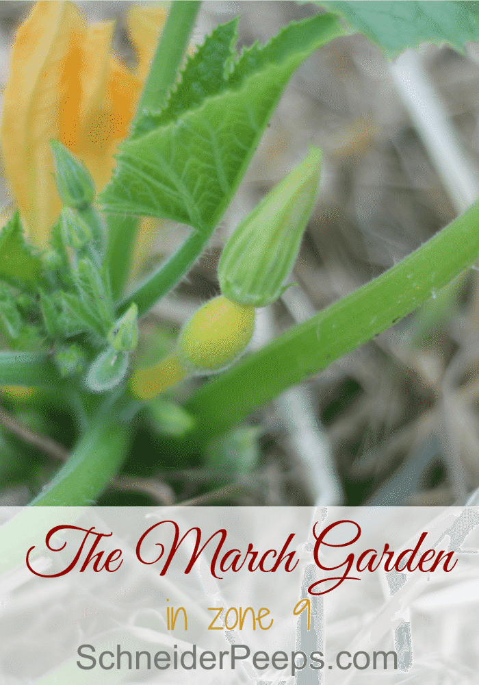The March Garden in zone 9 is full of starting seeds, transplants, finishing up the winter greens and planting tomatoes and summer squash in their place. 