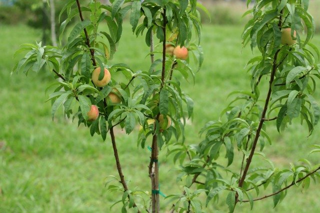 image of small peach tree with peaches on it