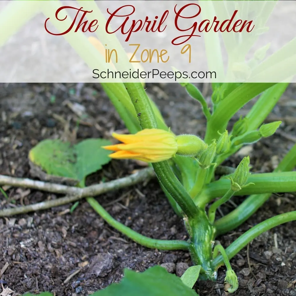 The April garden in zone 9 is truly delightful. The plants are just beginning to produce, the heat hasn't come yet and neither have the pests. Enjoy the tour!