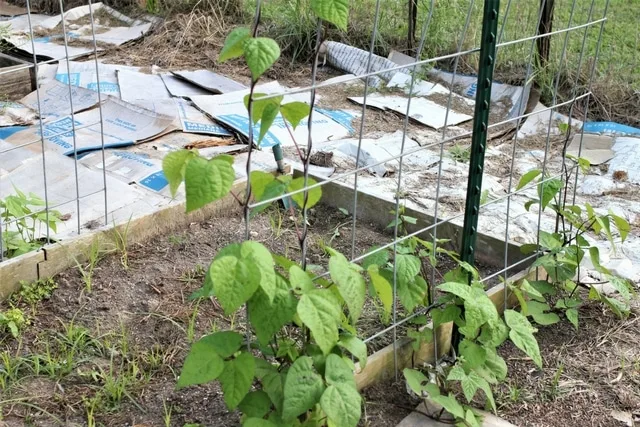 Green beans in the April garden.