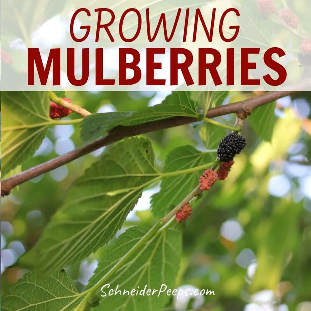 image of mulberries growing on mulberry tree