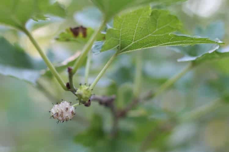 image of white mulberry tree