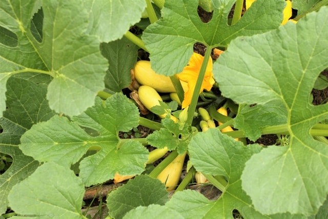 yellow squash in the May garden