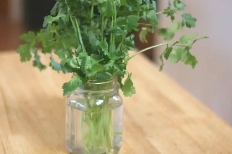 After harvesting cilantro store in a glass of water.