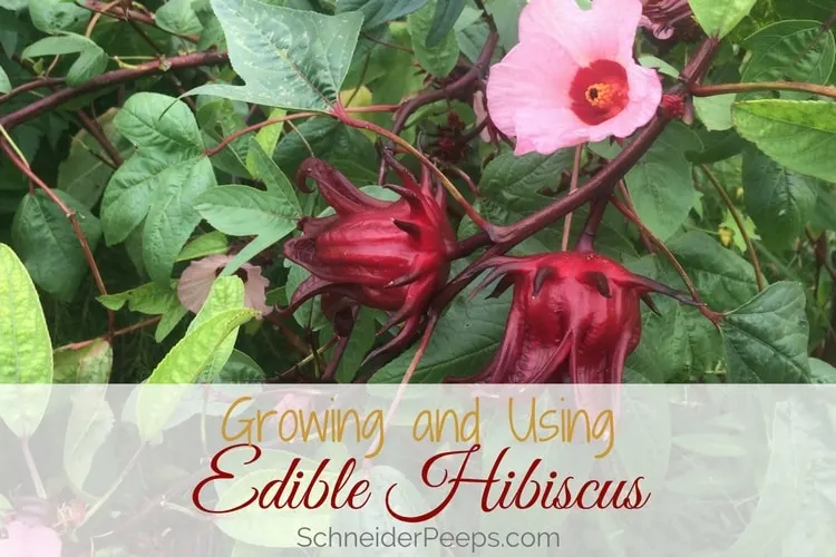 Growing and Using Edible Hibiscus - a tasty addition for your