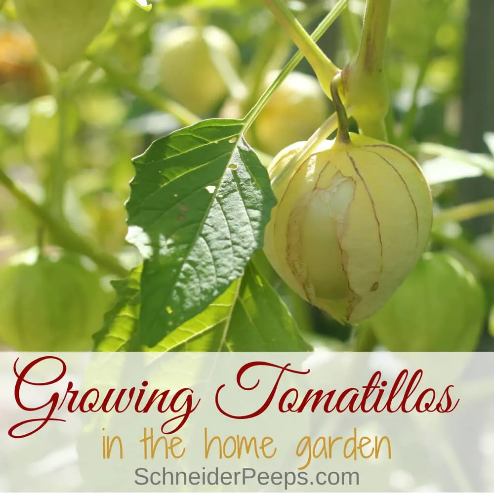 Tomatillo plants are easy to grow, love heat, and need little water. With these tips for growing tomatillos (plus harvesting and storing tips) you can have tomatillo salsa all year.