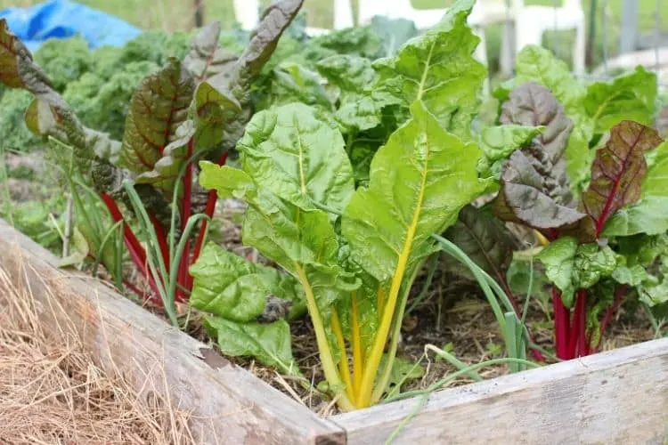 image of swiss chard with hay mulch