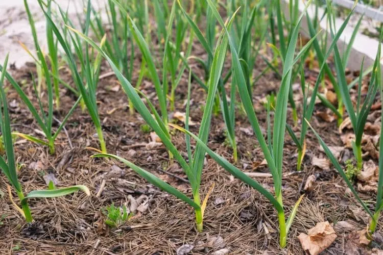 image of garlic plants with pine needle mulch