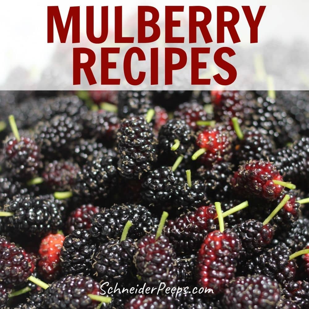 Mulberry Recipes Schneiderpeeps