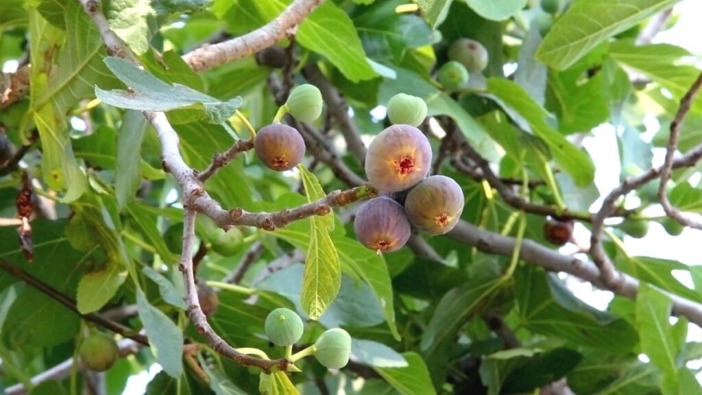 figs growing on tree